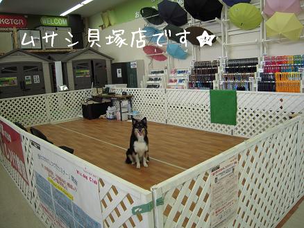 ムサシ貝塚店 きつねな雑種と狸なオゥシー